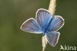 Witstreepblauwtje (Polyommatus damon)