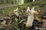 Witte kluifzwam (Helvella crispa)