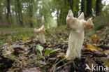 Witte kluifzwam (Helvella crispa)