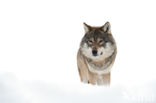 Grey Wolf (Canis lupus)