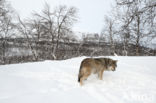 Grey Wolf (Canis lupus)