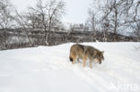 Grey Wolf (Canis lupus)