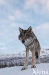 Grey Wolf (Canis lupus)