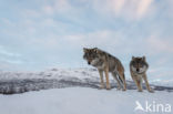 Grey Wolf (Canis lupus)