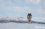 Grey Wolf (Canis lupus)