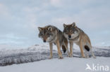 Grey Wolf (Canis lupus)