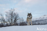 Grey Wolf (Canis lupus)