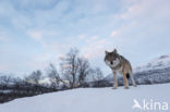 Grey Wolf (Canis lupus)