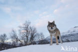 Grey Wolf (Canis lupus)