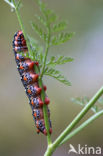 Spurge Hawk-moth (Hyles euphorbiae)