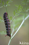 Spurge Hawk-moth (Hyles euphorbiae)