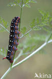 Spurge Hawk-moth (Hyles euphorbiae)