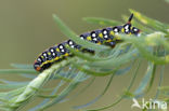 Spurge Hawk-moth (Hyles euphorbiae)