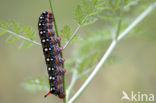 Spurge Hawk-moth (Hyles euphorbiae)