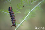 Spurge Hawk-moth (Hyles euphorbiae)