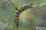 Wolfsmelkpijlstaart (Hyles euphorbiae)