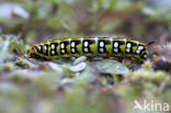 Spurge Hawk-moth (Hyles euphorbiae)