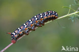 Spurge Hawk-moth (Hyles euphorbiae)