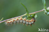 Sweet Gale Moth (Acronicta euphorbiae)