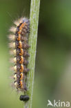 Wolfsmelkuil (Acronicta euphorbiae)