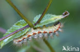 Wolfsmelkuil (Acronicta euphorbiae)