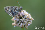 False Heath Fritillary (Melitaea diamina)