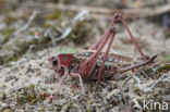 Wrattenbijter (Decticus verrucivorus)