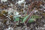 Wart-biter (Decticus verrucivorus)