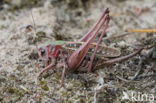 Wart-biter (Decticus verrucivorus)