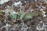 Wart-biter (Decticus verrucivorus)