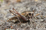 Wart-biter (Decticus verrucivorus)