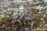 Wart-biter (Decticus verrucivorus)