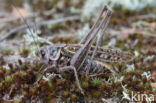 Wart-biter (Decticus verrucivorus)