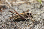 Wrattenbijter (Decticus verrucivorus)