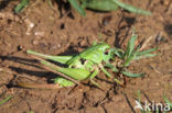 Wart-biter (Decticus verrucivorus)