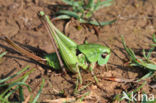 Wart-biter (Decticus verrucivorus)
