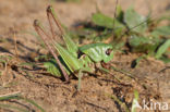 Wart-biter (Decticus verrucivorus)