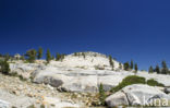granite