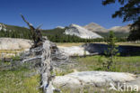 Yosemite National Park