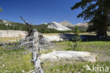 Yosemite National Park