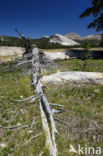 Yosemite National Park