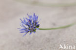 Zandblauwtje (Jasione montana)