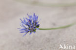 Sheep s-bit (Jasione montana)