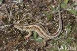 Sand Lizard (Lacerta agilis)