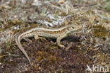 Sand Lizard (Lacerta agilis)