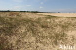 Sand Sedge (Carex arenaria)