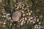 Zanglijster (Turdus philomelos)