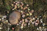 Zanglijster (Turdus philomelos)