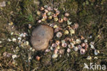 Zanglijster (Turdus philomelos)