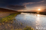 Glasswort (Salicornia spec)